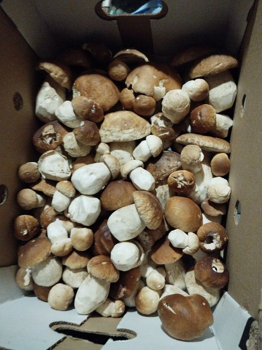 Prawdziwki marynowane