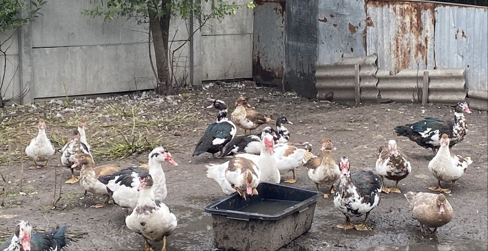 Продам індокачки різного віку