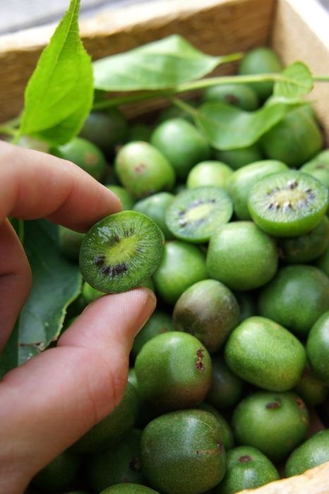Owoce Mini Kiwi Actinidia Arguta