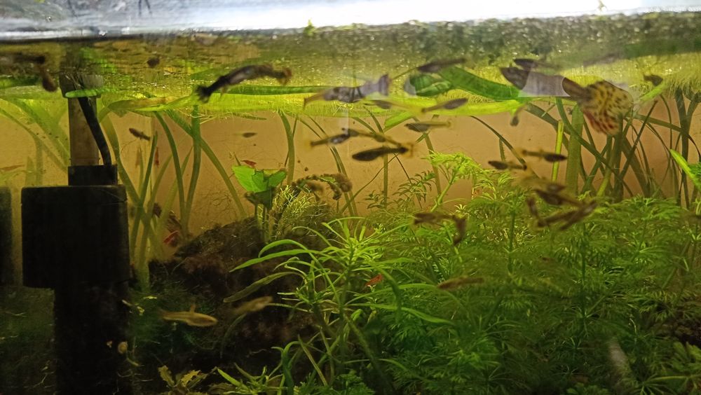 Sprzedam gupiki i mieczyki