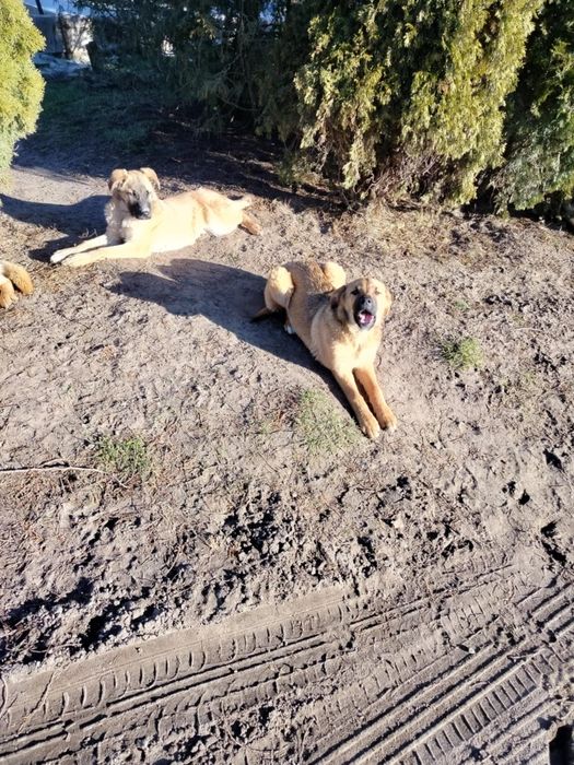 Pilnie oddam pieski w dobre ręce!!!