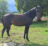 rosły dwuletni ciemnogniady ogier po Cascado Cichoń Stallions