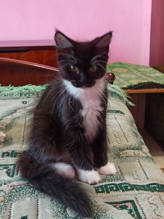 Мейн куни на розпродажу