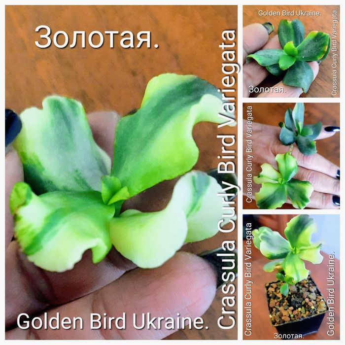 АКЦИЯ! Редкие, вариегатные крассулы толстянки денежные деревья, суккул