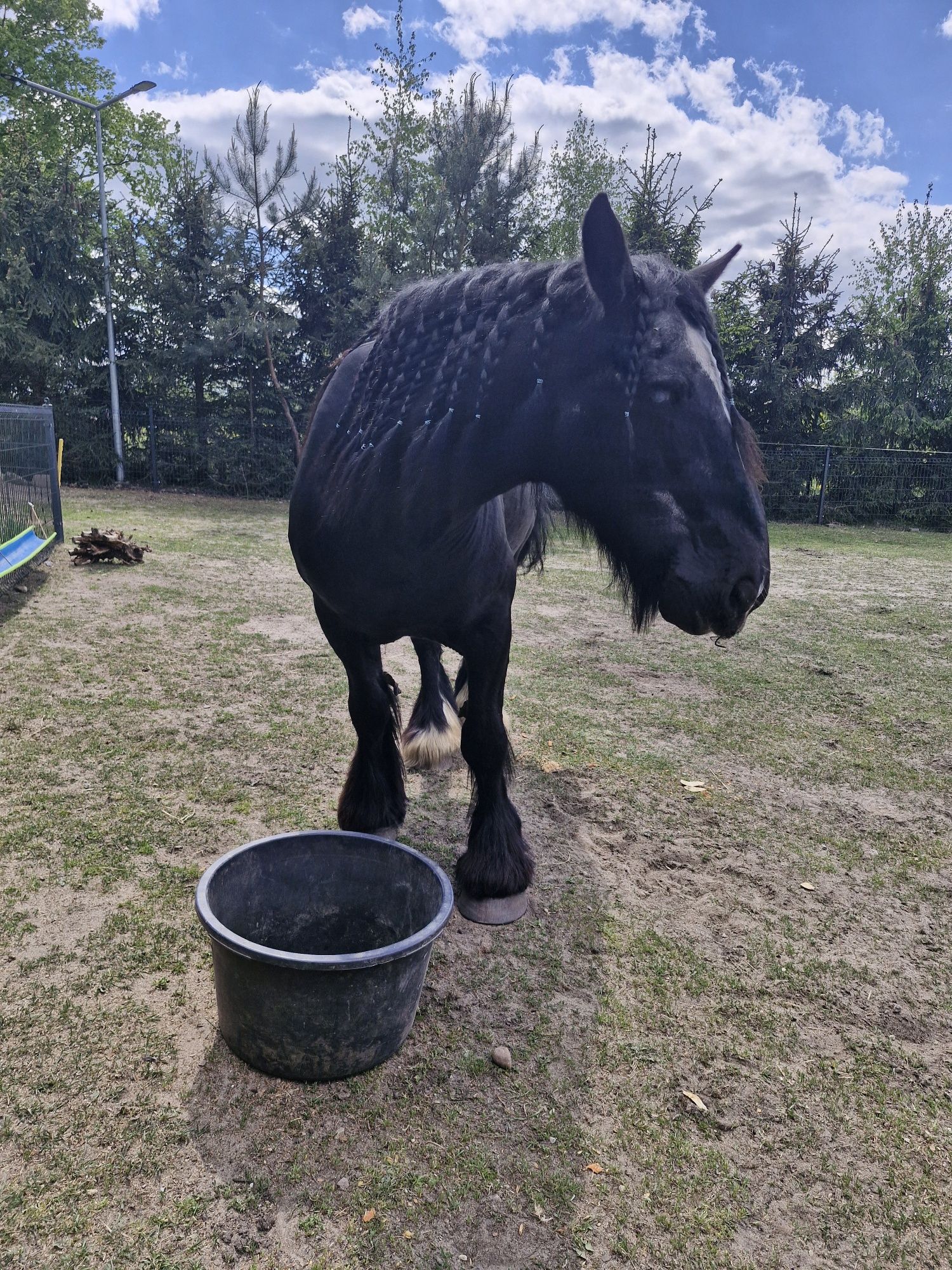 Wałach tinker gypsy cob  -rezerwacjia do 20 lipca.