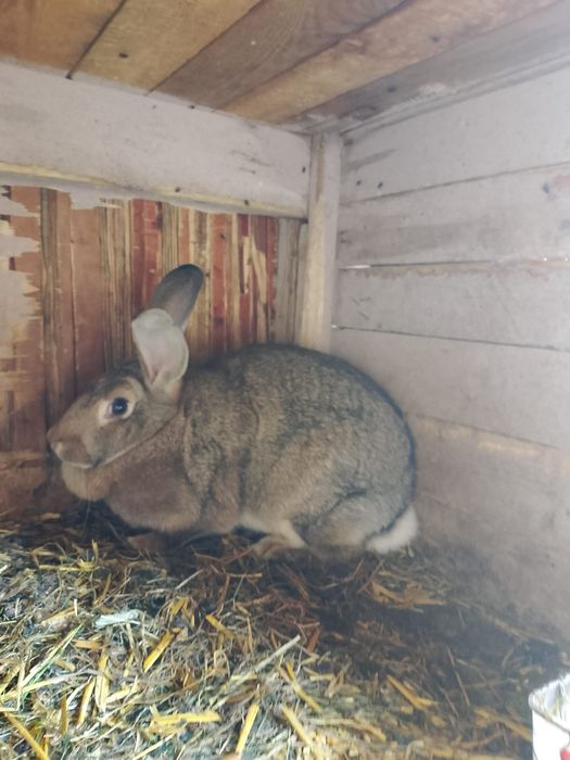 Królik tuszki różne króliki