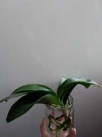 Орхидея фаленопсис, б/у