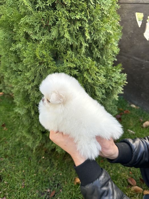 Шпиц померанский девочка