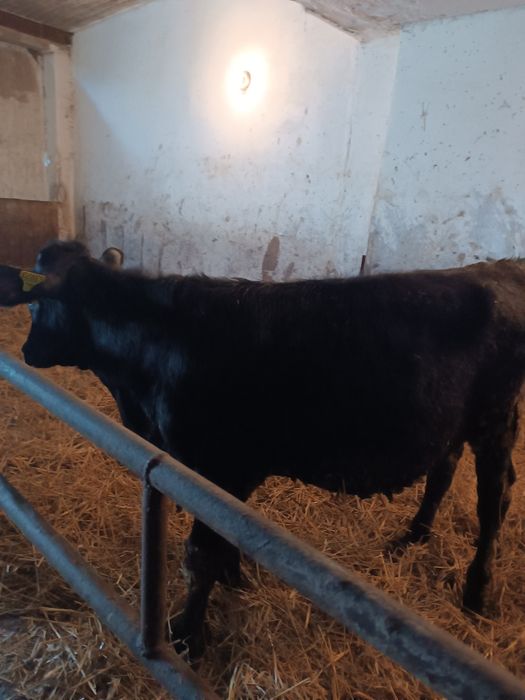 Jałoszka mięsna byczek