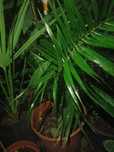 Palmeira phoenix