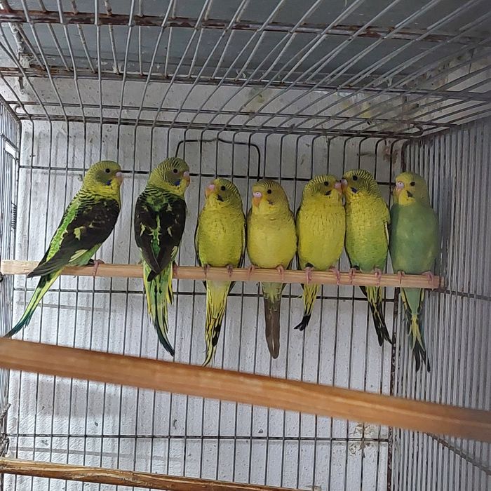 Periquitos Asas Negras