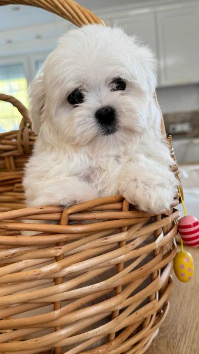 Maltańczyk Piękny Piesek z Rodowodem. Mini. Do odbioru.