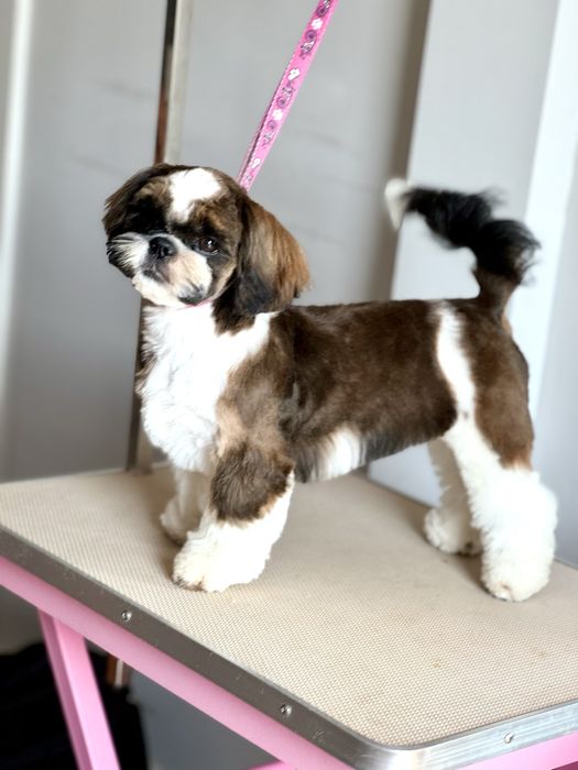 Suczka Shih Tzu ZKwP FCI