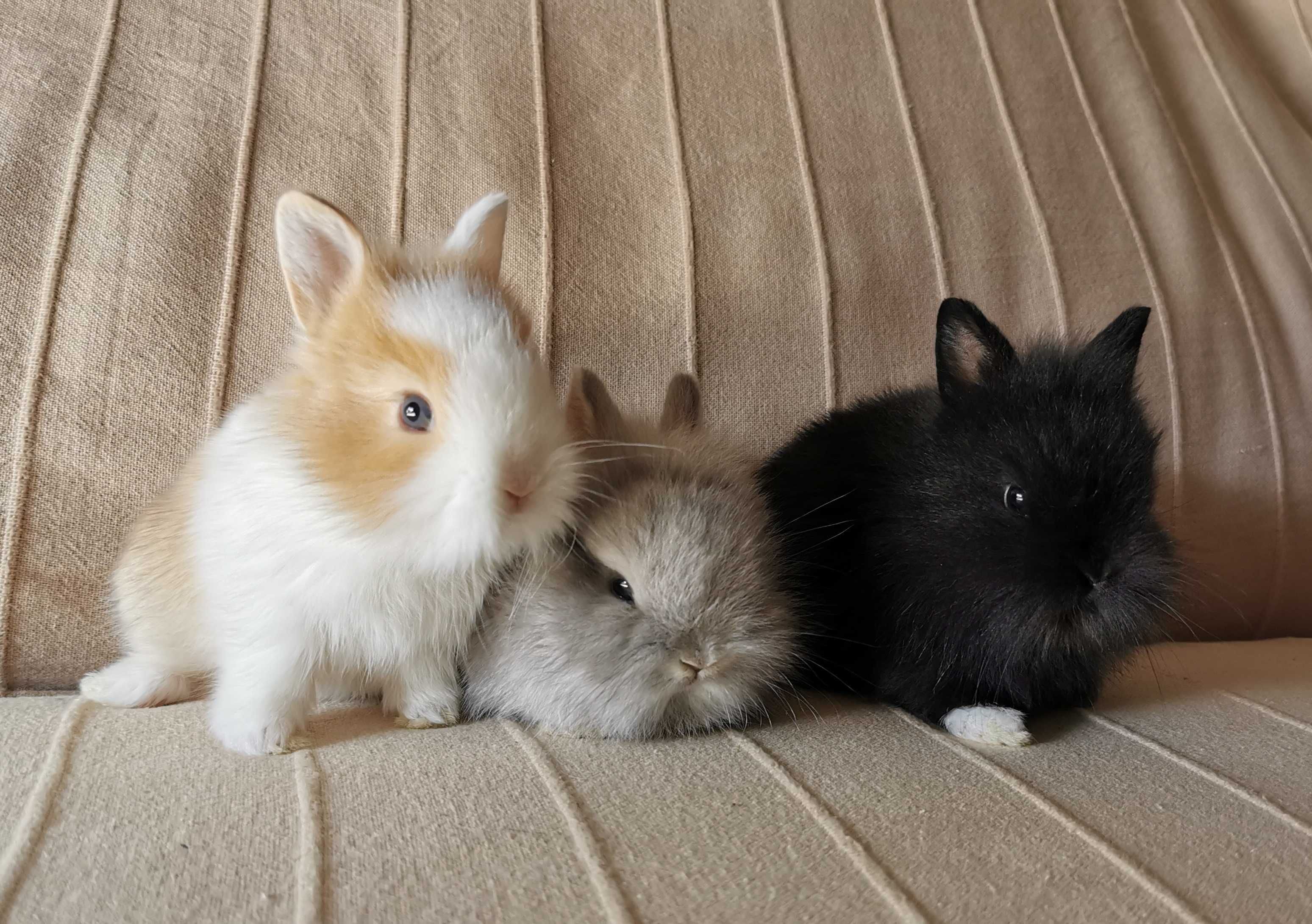 KIT Coelhos anões angorá, minitoy e holandês mini muito dóceis