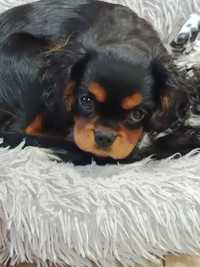 Cavalier King Charles Spaniel - pies