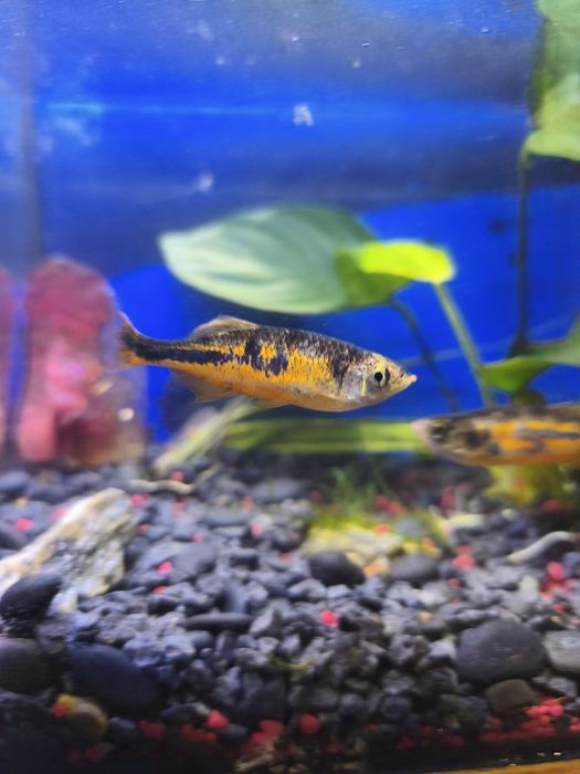 Danio Maliborskie 3szt + Kirysek Gratis