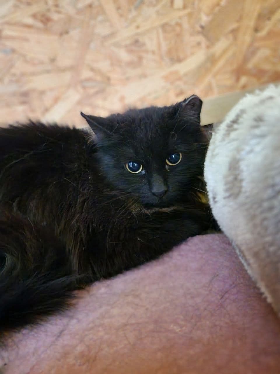 Cher szuka odpowiedzialnego domku