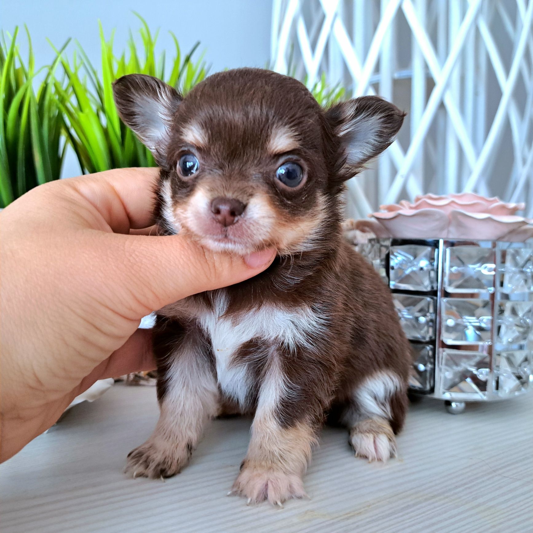 Charlie czekoladowy piesek długowłosy Chihuahua