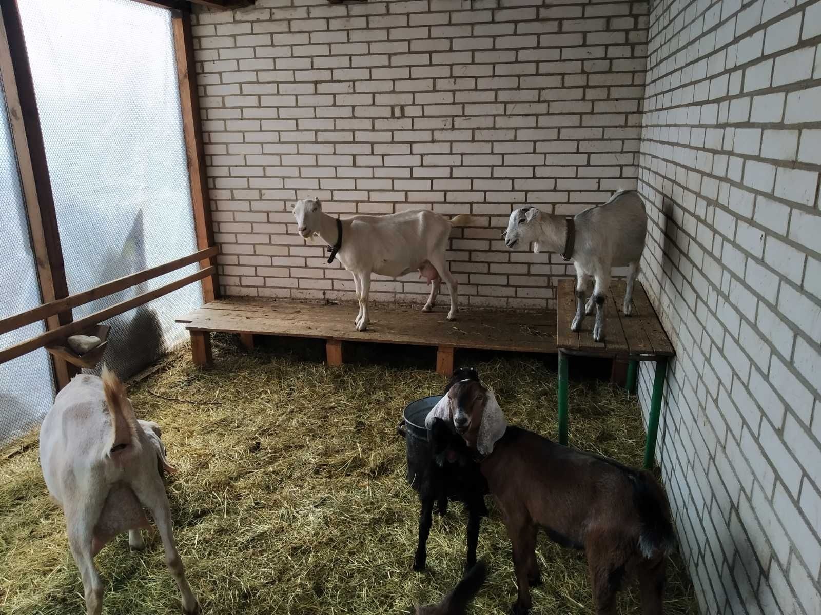 Нубійсько-ламанчі коза