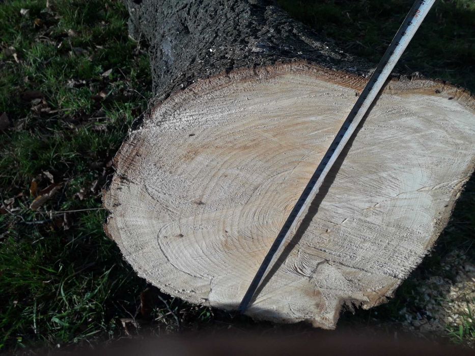 Свіжозрізане дерево липи