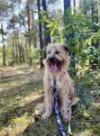 Frida w typie owczarka katalońskiego do adopcji