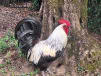 Garnizo criação caseira