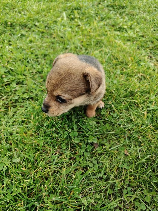 Oddam pieski w dobre ręce