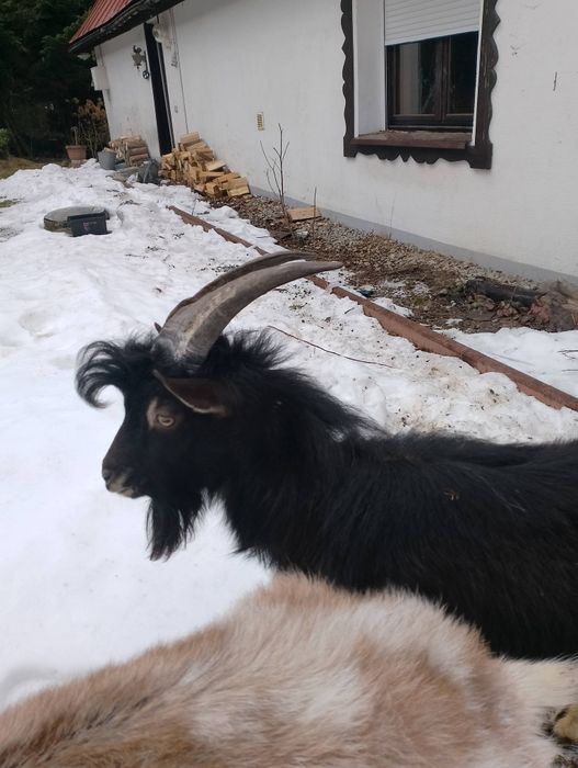 Roczny kozioł, capek