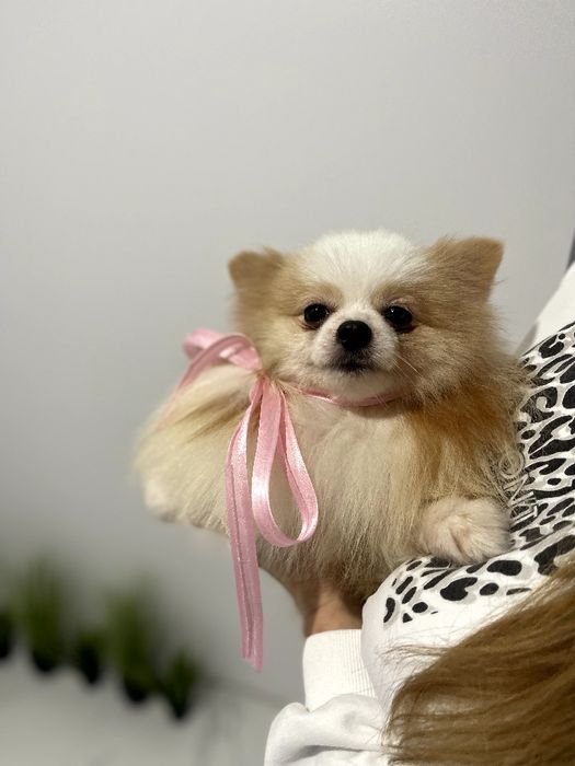 Померанські шпіци — Не зволікайте  таких залишилось лише 2!