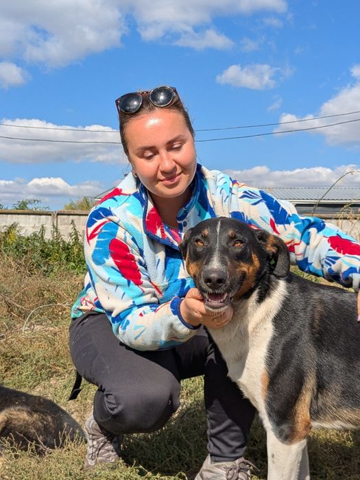 Собака Лінда 30кг, стерилізована шукає родину