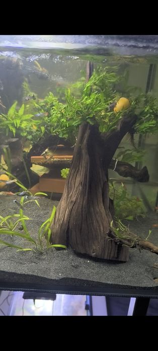 Tronco aquário com plantas