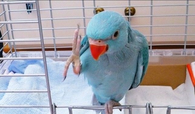 Ожереловые попугаи птенчики выкормыши ожереловi