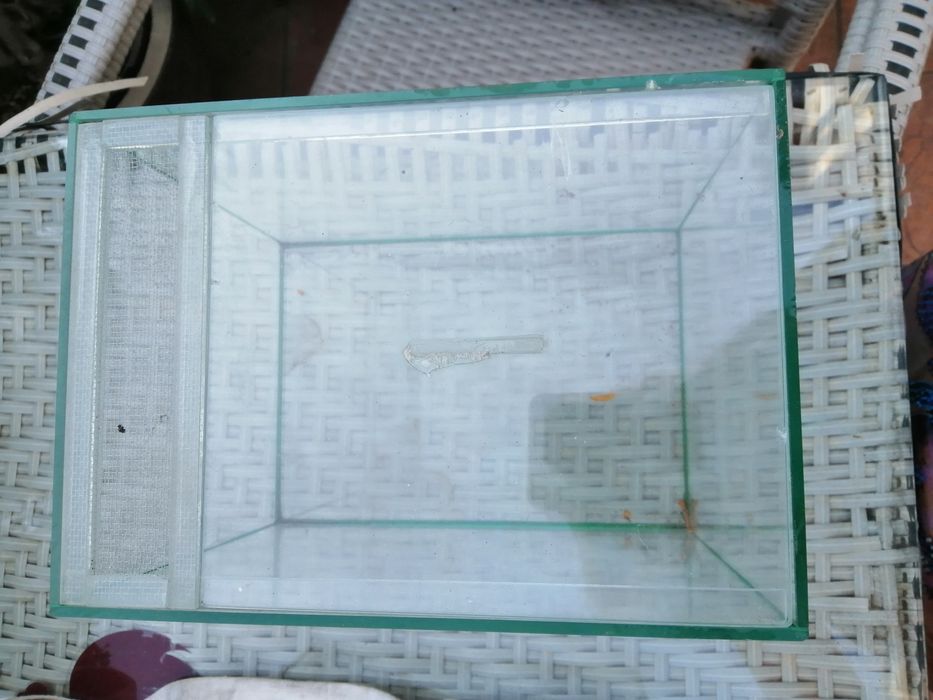 Terrarium dla pająka , patyczaków itp.