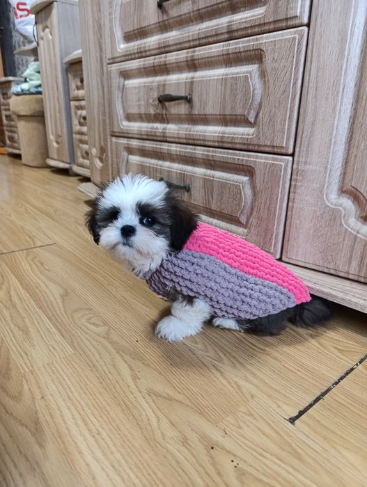 Девочка ши тцу..