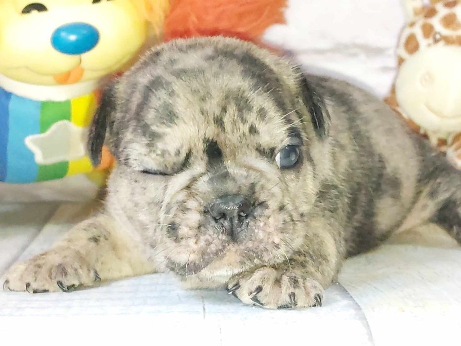 Хлопчик французського бульдога