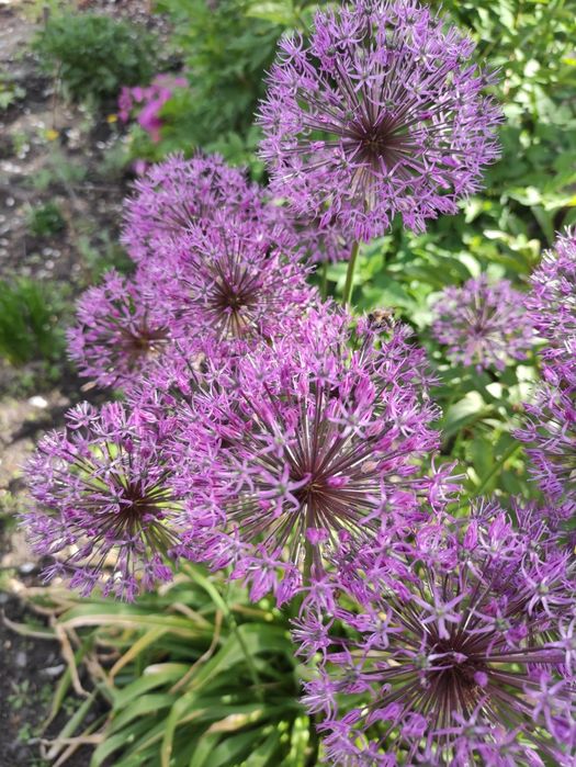 Вероника простертая многолетняя, грунтопокривна вероніка багаторічна