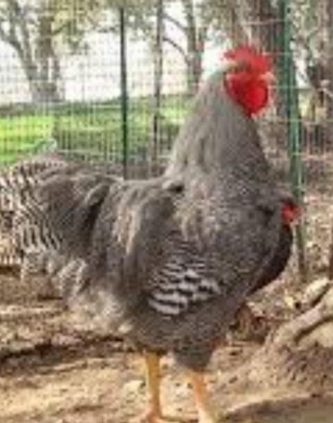 Инкубационное яйцо гризбар, мастер Грей, испанка голошейка