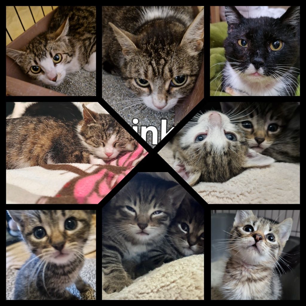 Kotki w różnym wieku do adopcji