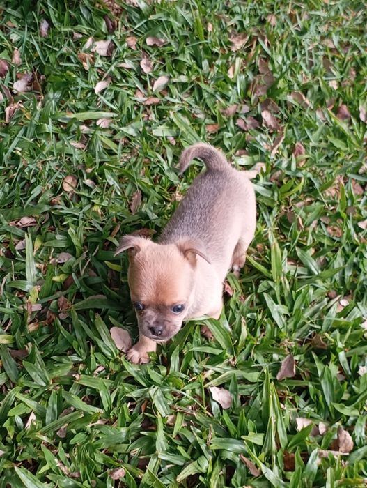 Macho chihuahua mini
