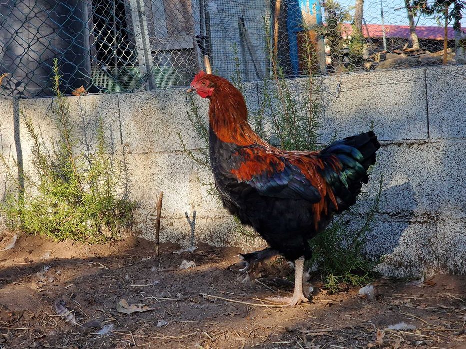 Frango de raça maran negro cobre