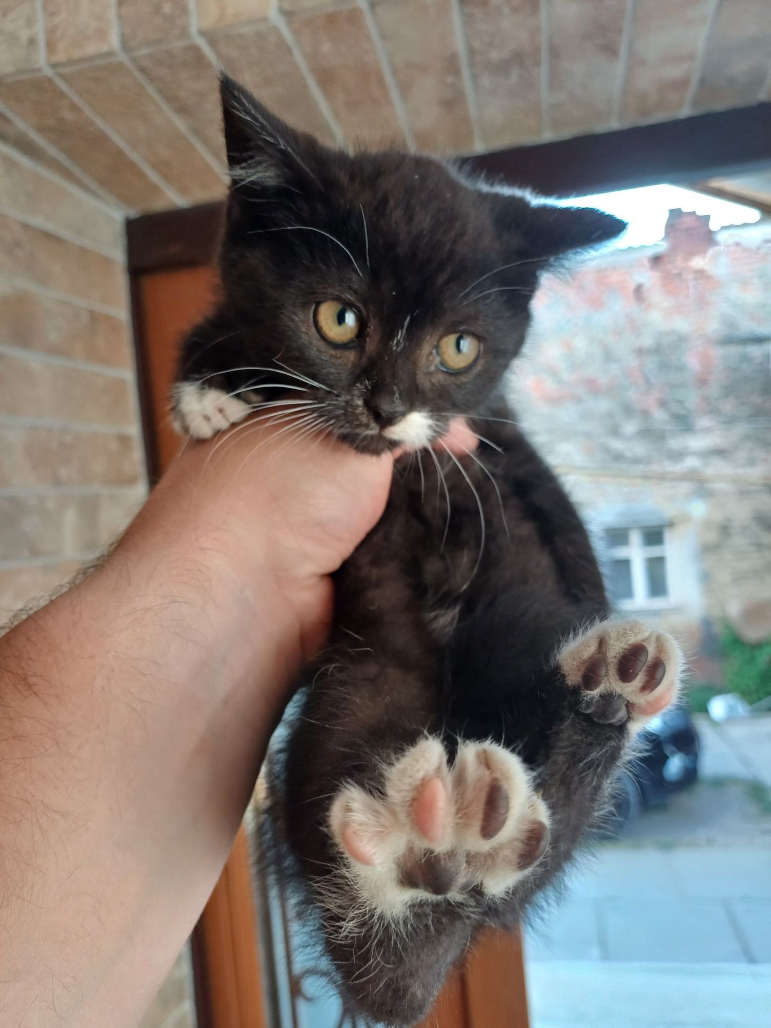 Кошенята у добрі руки