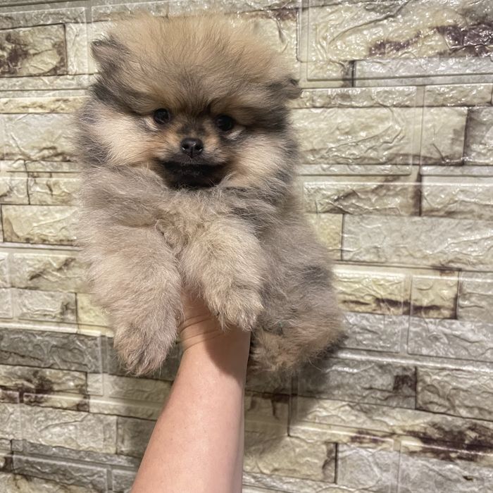 Померанський шпіц