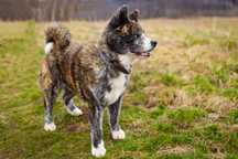Sprite pies w typie Akita do adopcji
