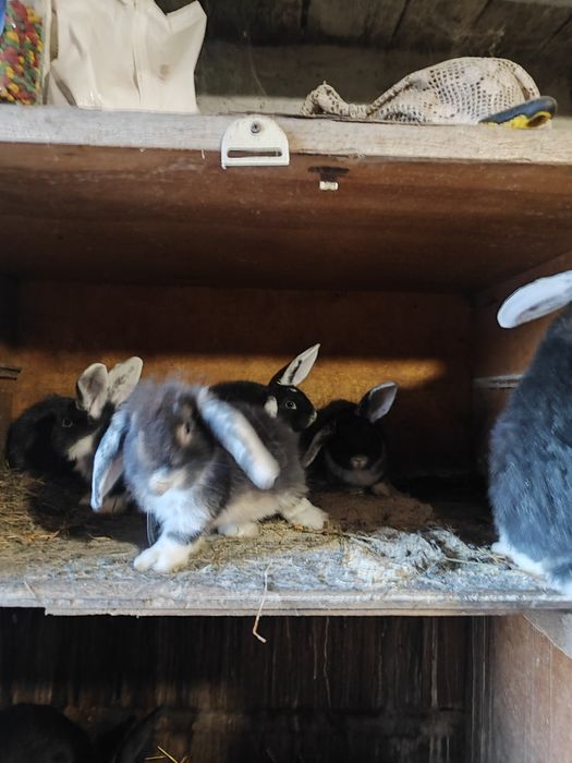 Продам кролики 2місячні.