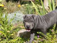 Shar pei blue szczenię