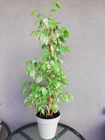 fikus beniamin,  Ficus Benjamina, biało- zielony, smukły  kwiatek