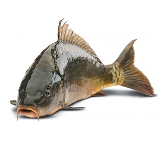 Sprzedaż żywego Karpia z własnej hodowli