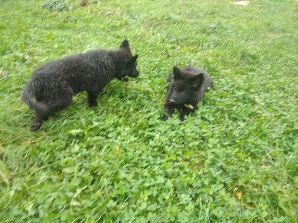 Owczareki niemieckie czarne zwiastun miotu