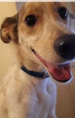 Doar cadelinha com vacinação com chip e esterilizada