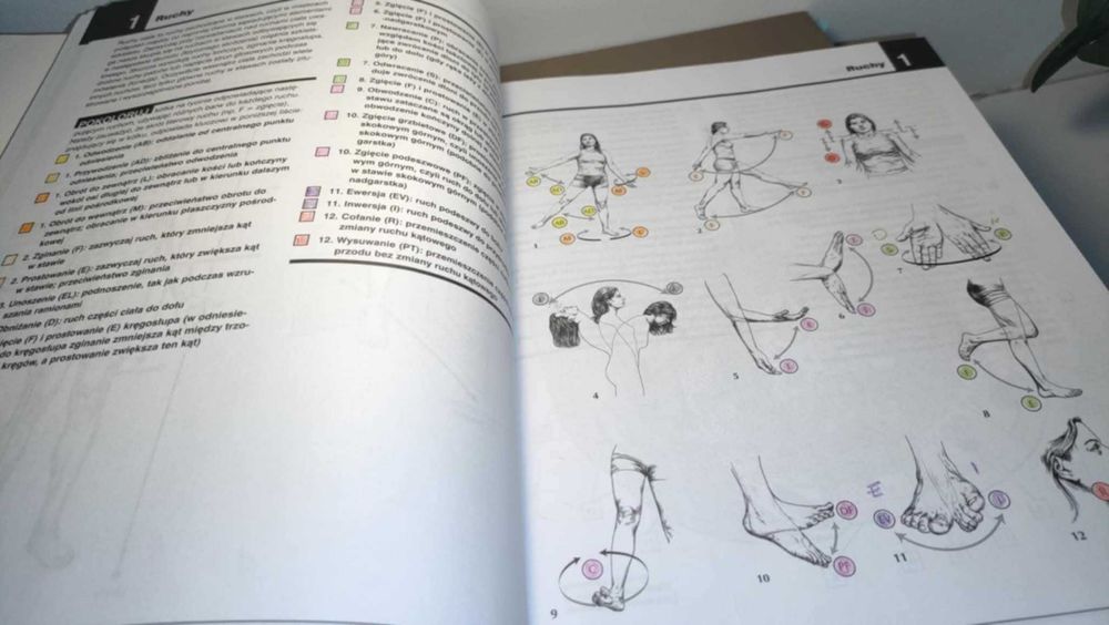 Kreatywnie anatomia nauka i do malowania i rysowania